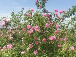 Саженцы дамасских роз (rose damascena)