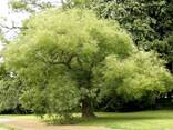 Саженцы декоративных деревьев - fotosurat 3