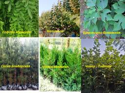 Саженцы декоративных деревьев