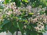 Саженцы декоративных деревьев - fotosurat 4