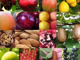 Саженцы фруктовых деревев - Мевали дарахт кучатлари