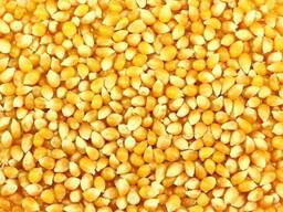 Makkajo'xori urug'lari