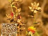 Семена масличных культур(хлопчатник, подсолнух, соя, сафлор) - photo 3