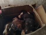 Щенки даром в добрые руки - fotosurat 1