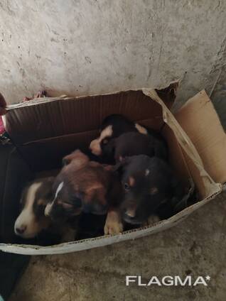 Щенки даром в добрые руки