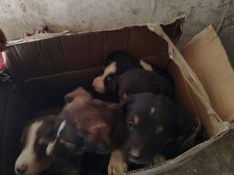 Щенки даром в добрые руки