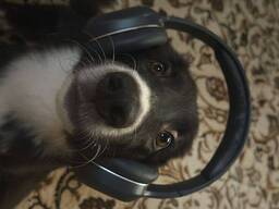 Щенок ищет дом