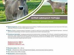 Швицкая-бурая корова