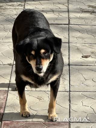 Собаки ищут дом