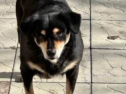 Собаки ищут дом