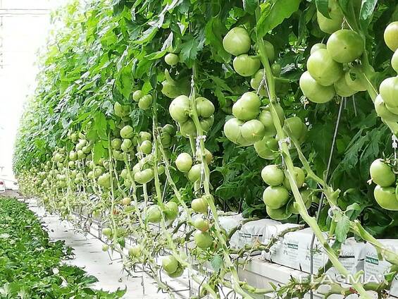 Строительство теплиц под ключ - Промышленниые теплицы — Купить в ...