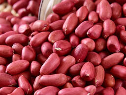 Поставка, экспорт орехов из Узбекистана (Ядро арахиса)