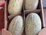 Свежая дыня из Узбекистана - фото 1