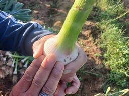 Свежий чеснок