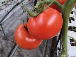 Томат