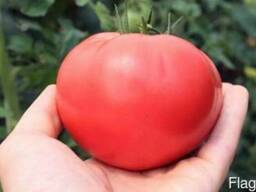 Томат (помидоры )