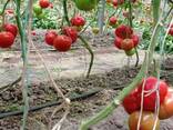 Томаты сорт АЛАМИНА - fotosurat 1