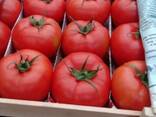 Томаты сорт АЛАМИНА - fotosurat 2