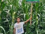 TORRO - fotosurat 2