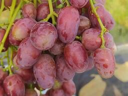 Виноград Ризамат