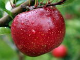 Яблоко красное - фото 2