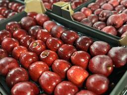 Яблоко польское оптом