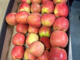 Яблоко различных сортов