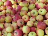 Яблоко различных сортов - фото 2