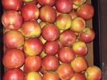 Яблоко различных сортов - фото 3