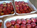 Яблоко свежее в ассортименте - фото 1