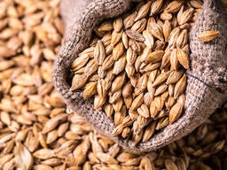 Ячмень Казахстан