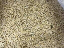 Ячмень Фуражный (Кормовой)