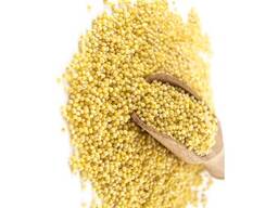 Yellow Glutinous Dried Millet Seeds-100% Purity Gluten Free Natural Taste No Artificial