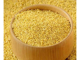 Red Yellow Millet Stalks for Bird Feedin, Best Selling Premium Wholesale Bird Feed Seeds