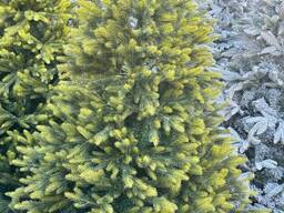 Ёлка Модель 01