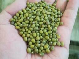 Зелёный Маш (Green Mung Beans) из Узбекистана