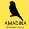 Amadina Rubber, ЧП